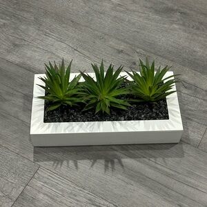 Real living zen retreat succulent decor